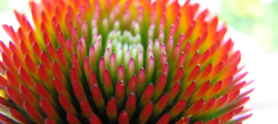 Coneflower