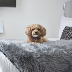 pet-friendly, staycation, Melia New York Nomad,