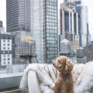 pet-friendly, Melia New York Nomad, New York City,