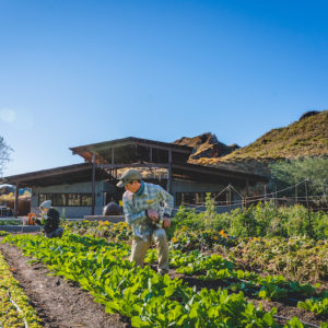 castle hot springs, farm, arizona,