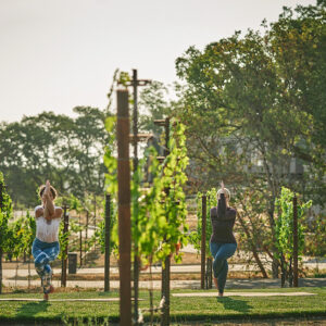 Spa Montage Healdsburg, yoga among the vines